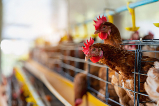 Gripe aviária: o que é, quais os riscos e como se proteger O Brasil confirmou nesta sexta-feira (16), dois focos de gripe aviária no Rio Grande do Sul. Um deles – o mais preocupante – foi registrado em uma granja de produção de ovos férteis em Montenegro, na região metropolitana de Porto Alegre, e é o primeiro caso identificado em aves comerciais no País. O outro foco ocorreu no Zoológico de Sapucaia do Sul, a cerca de 50 quilômetros dali, onde cerca de 90 aves aquáticas morreram. Como medida preventiva, o local foi fechado para visitação. O surto em Montenegro chamou atenção pelas proporções: mais de 15 mil aves morreram em um plantel de 17 mil. As que sobreviveram foram sacrificadas, e toda a produção de ovos das últimas quatro semanas está sendo rastreada e descartada. Em resposta, o Ministério da Agricultura e Pecuária decretou estado de emergência zoossanitária por 60 dias na região, com restrições em um raio de 10 km. A presença do agente infeccioso no Brasil tem gerado preocupação desde 2023, quando identificado no País pela primeira vez, porém, em aves silvestres.